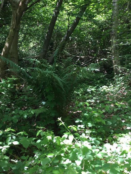 Magical Forest Yurt Sturry Bagian luar foto