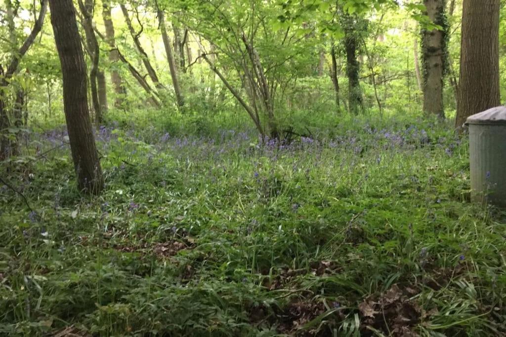 Magical Forest Yurt Sturry Bagian luar foto